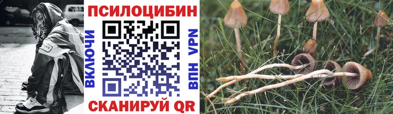 где найти Усть-Катав Псилоцибиновые грибы Cubensis